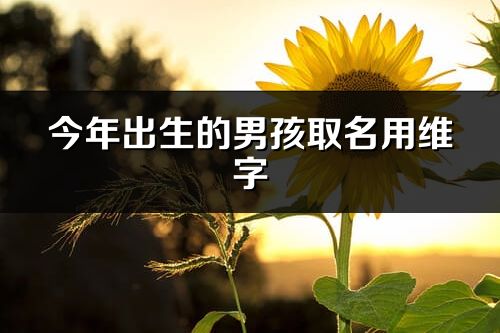 今年出生的男孩取名用維字
